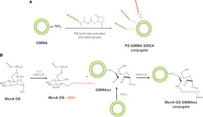 Generalized Modules for Membrane Antigens as Carrier for Polysaccharides: Impact of Sugar Length, Density, and Attachment Site on the Immune Response Elicited in Animal Models